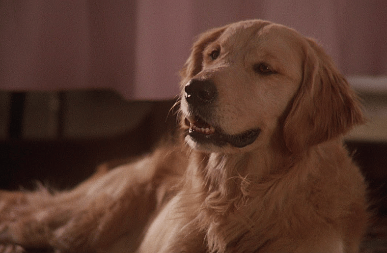 The Iconic Dog from Homeward Bound and Why a Bull Terrier Became a Golden Retriever